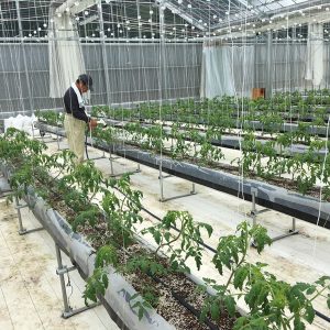 トマト栽培 手潅水 クリップ位置替え 岐阜県関市トマト生産 直売店 しあわせファーム